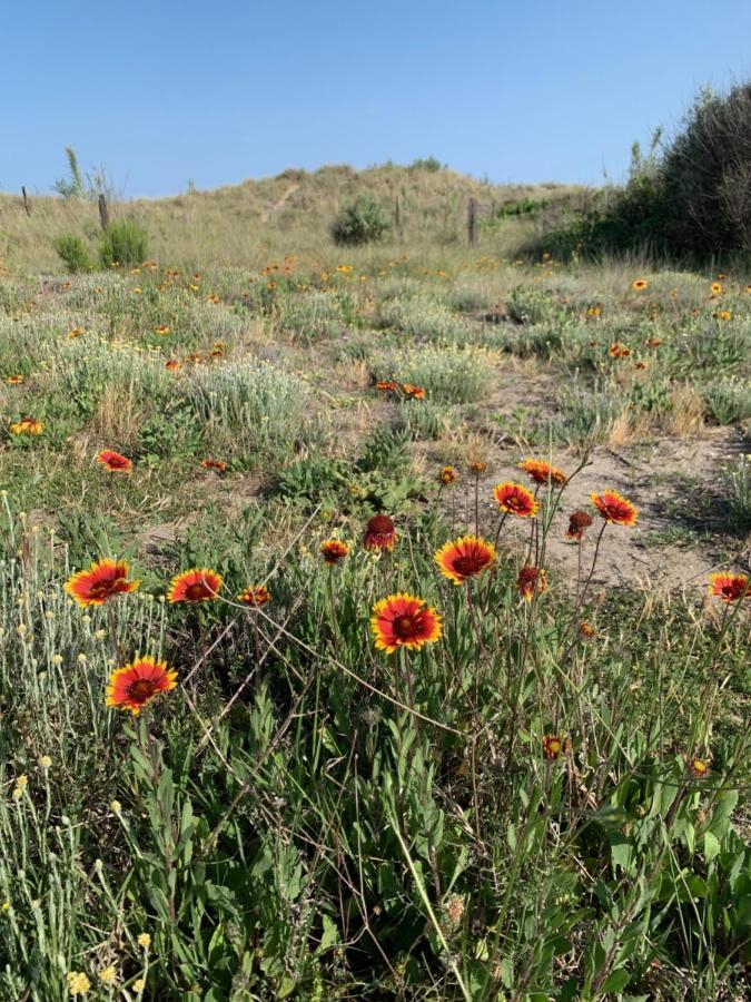 Mon Petit Paradis, Vue Sur Dunes Et Mer, Acces Direct Plage Robinson, Terrasse, Parking Prive, Tres Ressourcant, A Marseillan Plage Exteriör bild